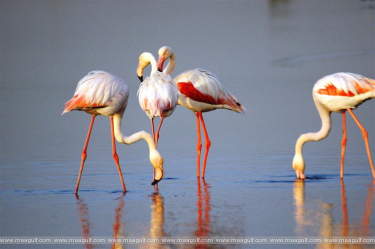 Dubai Municipality to celebrate World Migratory Birds Day 2021